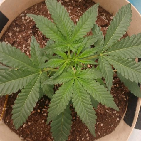 Purple bubba kush ×2 growlog timeline photo