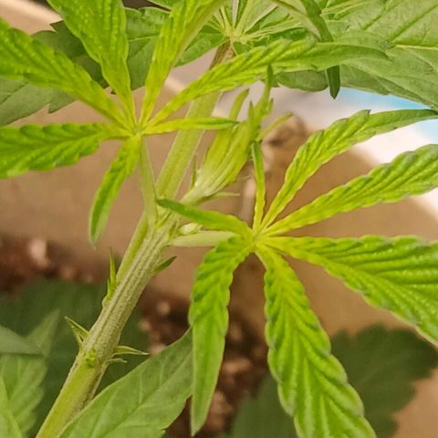 Ice dream cake seedsman seeds ×2 growlog timeline photo