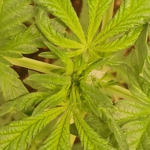 Purple bubba kush ×2 growlog timeline photo