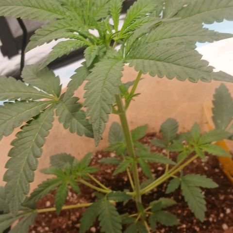 Purple bubba kush ×2 growlog timeline photo