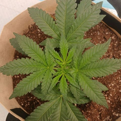 Purple bubba kush ×2 growlog timeline photo