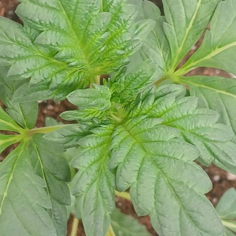 Purple bubba kush ×2 growlog timeline photo