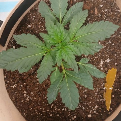 Purple bubba kush ×2 growlog timeline photo
