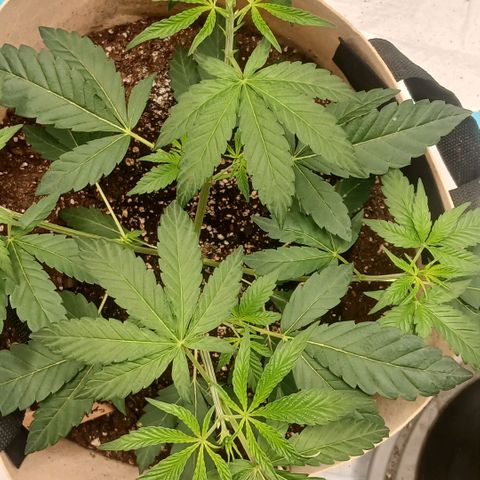 Ice dream cake seedsman seeds ×2 growlog timeline photo
