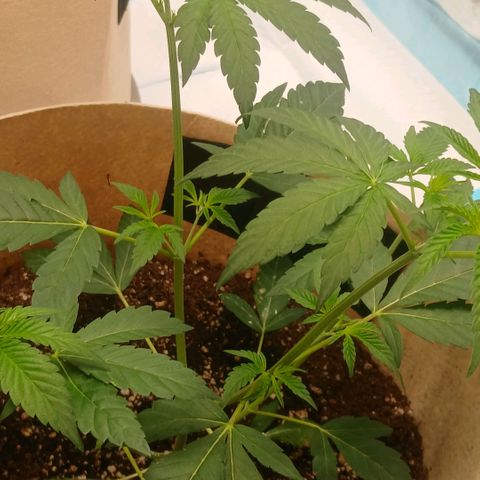 Ice dream cake seedsman seeds ×2 growlog timeline photo