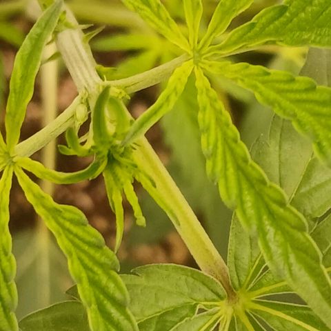 Ice dream cake seedsman seeds ×2 growlog timeline photo