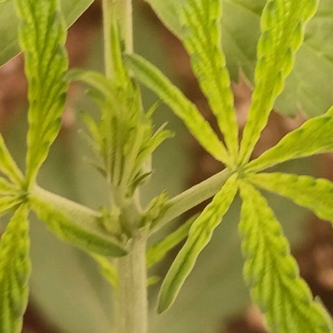Ice dream cake seedsman seeds ×2 growlog timeline photo