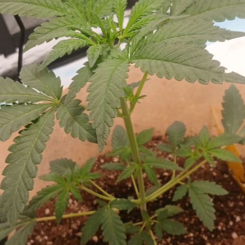 Purple bubba kush ×2 growlog timeline photo