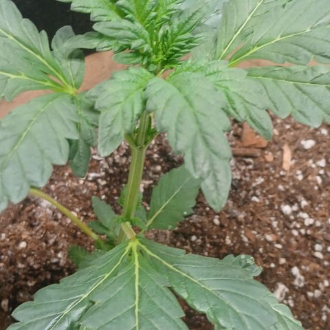 Purple bubba kush ×2 growlog timeline photo
