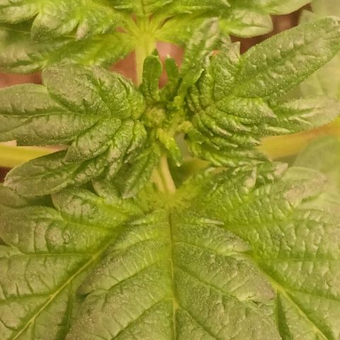 Purple bubba kush ×2 growlog timeline photo