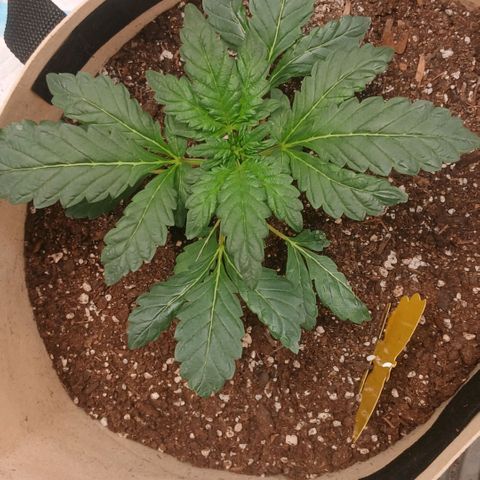 Purple bubba kush ×2 growlog timeline photo