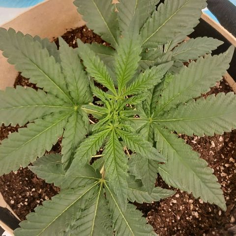Purple bubba kush ×2 growlog timeline photo