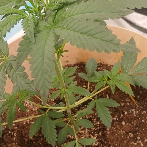 Purple bubba kush ×2 growlog timeline photo