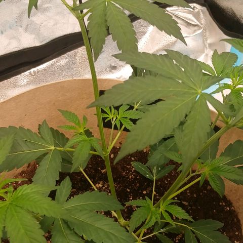 Ice dream cake seedsman seeds ×2 growlog timeline photo