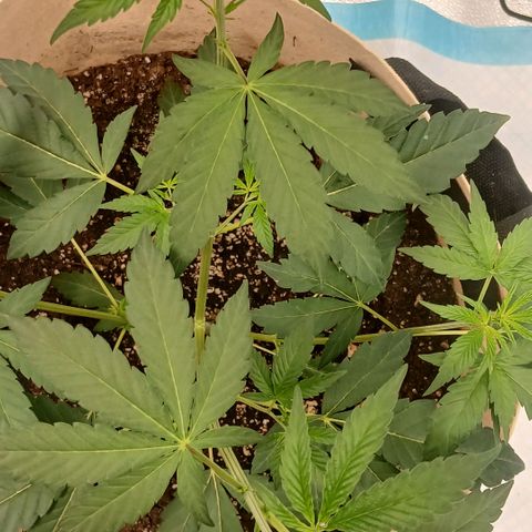 Ice dream cake seedsman seeds ×2 growlog timeline photo