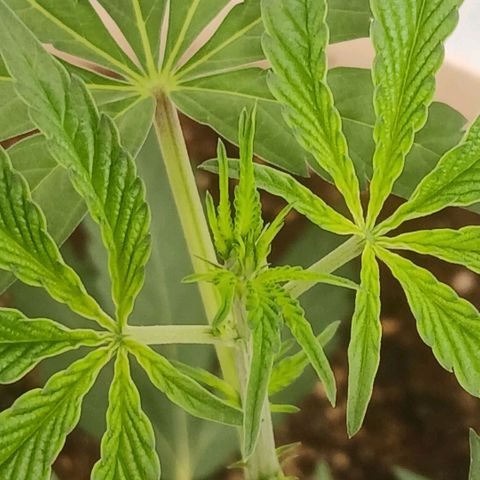 Ice dream cake seedsman seeds ×2 growlog timeline photo