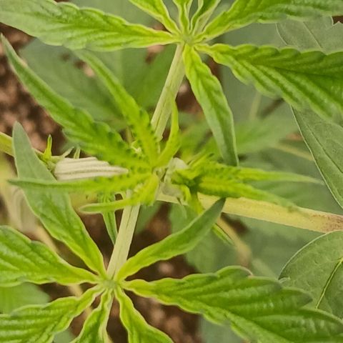 Ice dream cake seedsman seeds ×2 growlog timeline photo