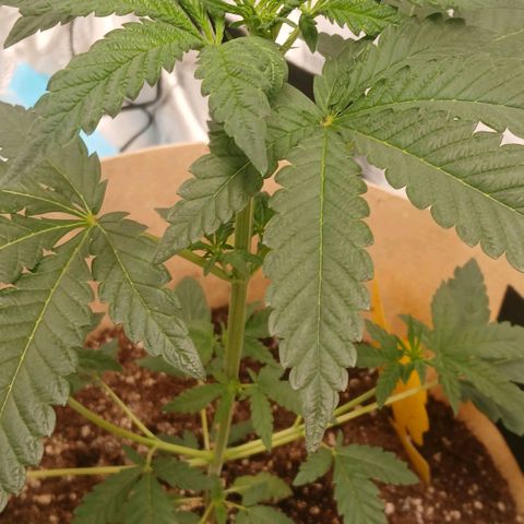 Purple bubba kush ×2 growlog timeline photo