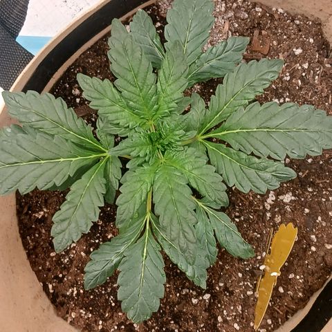 Purple bubba kush ×2 growlog timeline photo