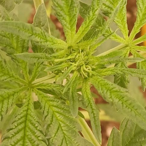 Purple bubba kush ×2 growlog timeline photo