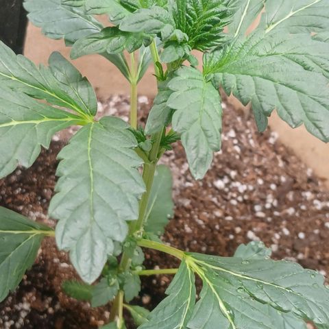 Purple bubba kush ×2 growlog timeline photo