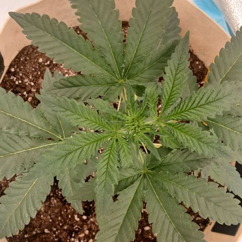 Purple bubba kush ×2 growlog timeline photo
