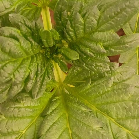 Purple bubba kush ×2 growlog timeline photo