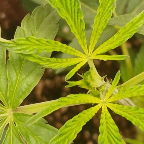 Ice dream cake seedsman seeds ×2 growlog timeline photo