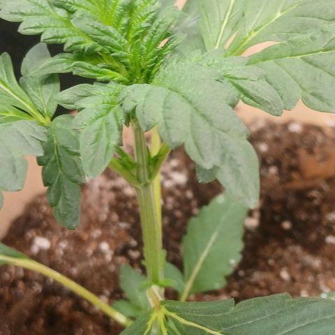 Purple bubba kush ×2 growlog timeline photo