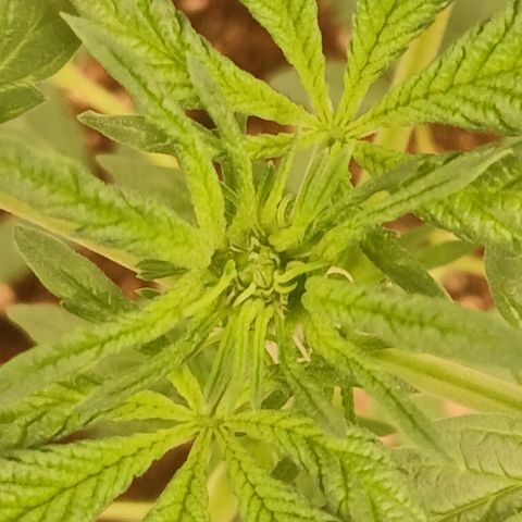 Purple bubba kush ×2 growlog timeline photo