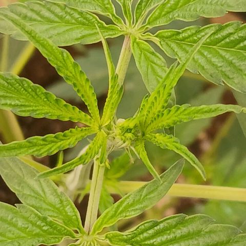 Ice dream cake seedsman seeds ×2 growlog timeline photo