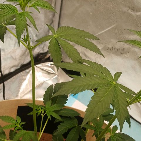 Ice dream cake seedsman seeds ×2 growlog timeline photo