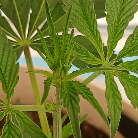 Ice dream cake seedsman seeds ×2 growlog timeline photo