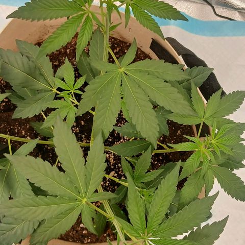 Ice dream cake seedsman seeds ×2 growlog timeline photo