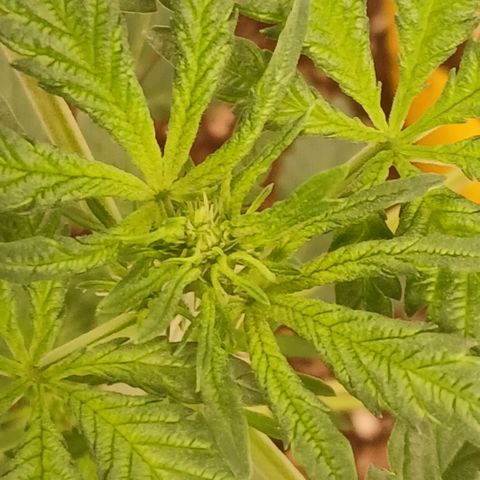 Purple bubba kush ×2 growlog timeline photo