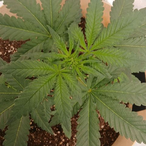 Purple bubba kush ×2 growlog timeline photo