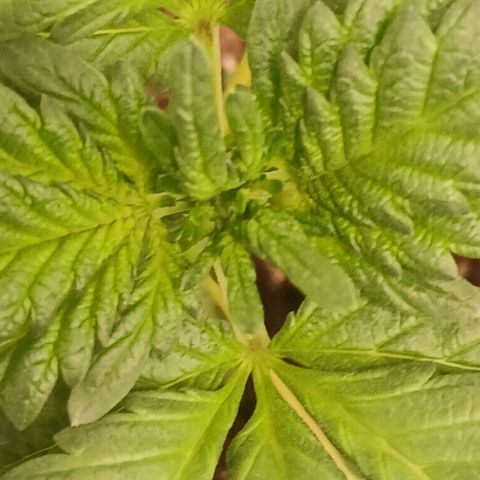 Purple bubba kush ×2 growlog timeline photo