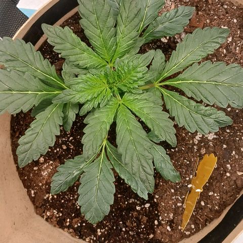Purple bubba kush ×2 growlog timeline photo