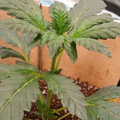 Purple bubba kush ×2 growlog timeline photo