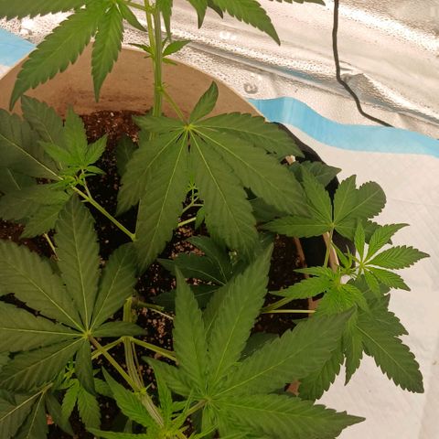 Ice dream cake seedsman seeds ×2 growlog timeline photo