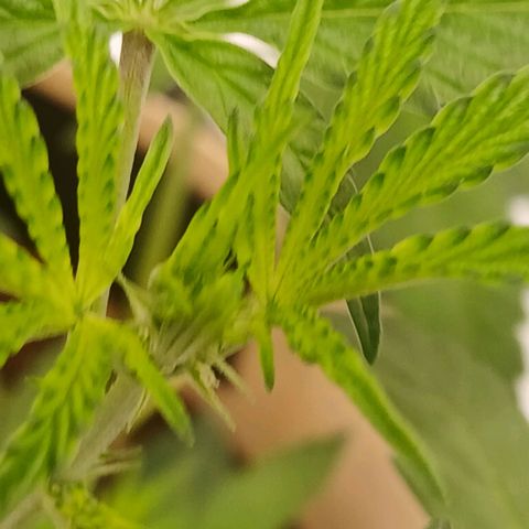 Ice dream cake seedsman seeds ×2 growlog timeline photo