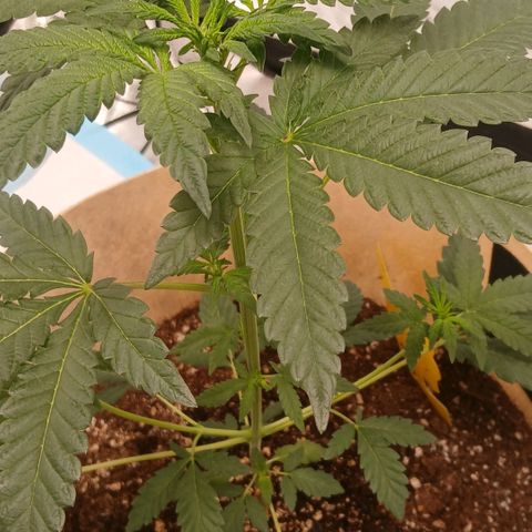 Purple bubba kush ×2 growlog timeline photo
