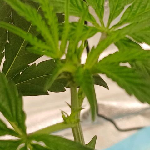 Ice dream cake seedsman seeds ×2 growlog timeline photo