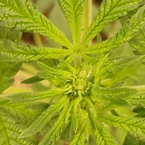Purple bubba kush ×2 growlog timeline photo