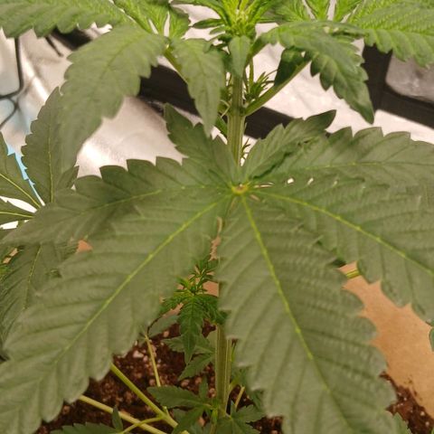 Purple bubba kush ×2 growlog timeline photo