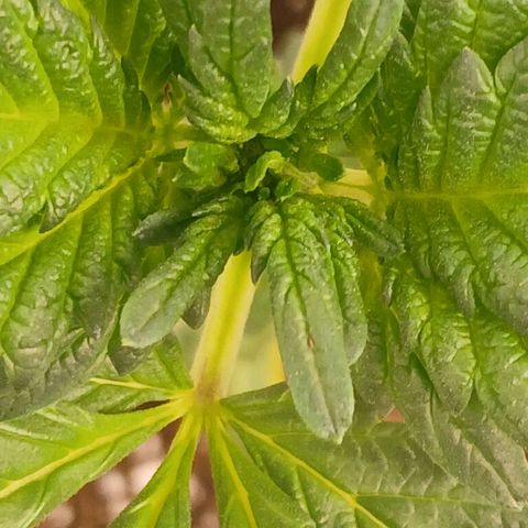Purple bubba kush ×2 growlog timeline photo