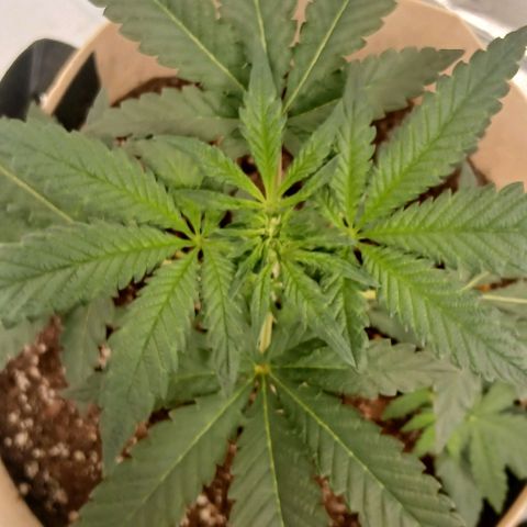 Purple bubba kush ×2 growlog timeline photo