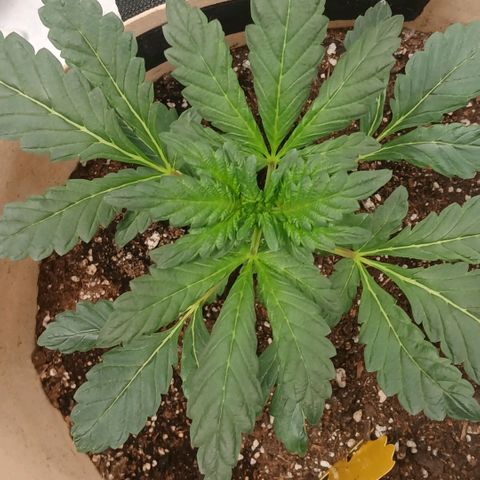 Purple bubba kush ×2 growlog timeline photo