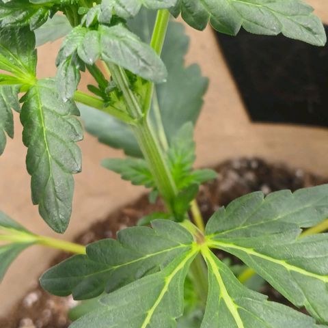 Purple bubba kush ×2 growlog timeline photo