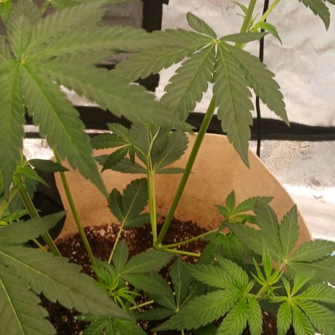 Ice dream cake seedsman seeds ×2 growlog timeline photo